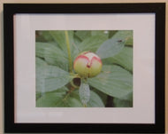 Art- Peony Bud Print